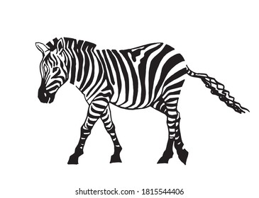 Graphical zebra walking isolated on white background,vector illustration,sketch	
