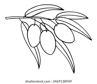 Graphically depicting a branch of an olive tree. Ripe berries for olive oil label. Vector element of a trademark, logo. White background, monochrome illustration. Engraving.