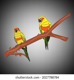 graphics drawing Sun Conure Parrots on a branch of the tree vector illustration for background