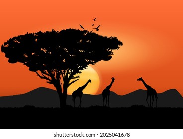 graphics image giraffe at the forest and tree with sunset and light orange silhouette background vector illustration
