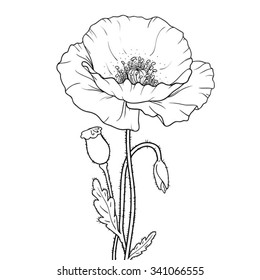 Graphics poppy isolated on a white background