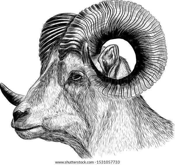 Graphics Ram Horns Black White Animals Wildlife Stock Image