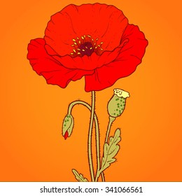 Graphics red poppy on an orange background