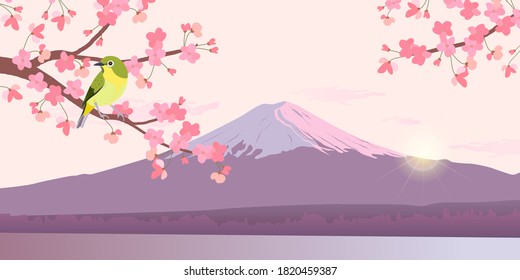 Graphics of Uguisu and Sakura on a background of Fuji. Japanese Nightingale on a branch of blossoming cherries. Vector illustration of Bush Wabler. Fudjiyama in the sun.