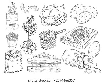 Vetor gráfico preto conjunto de batatas contorno com batata, saco de batatas, arbusto de batata, mãos com batatas, batatas fritas em uma placa, batatas fritas em um pacote, fatias de batata, batatas em uma caixa de madeira.