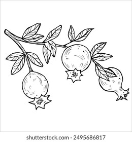 Graphics vector botanical black and white illustrarions with pomegranate and leaves. Branch with pomegranates