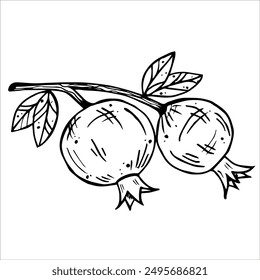 Graphics vector botanical black and white illustrarions with pomegranate and leaves. Branch with pomegranate
