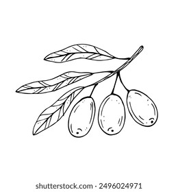 Graphics vector botanical black and white illustrarions with olive and leaves. Olive branch with olives and leaves
