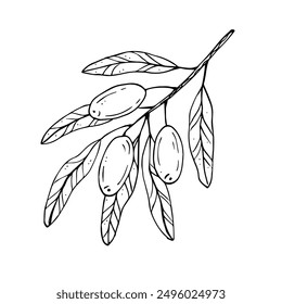 Grafiken Vektor botanische schwarz-weiße Illustrationen mit Oliven und Blättern. Olivenzweig mit Oliven und Blättern
