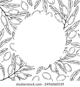 Gráficos Vector botánico marco blanco y negro con olivo y hojas. Rama de olivo con aceitunas y hojas
