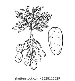 Graphics vector botanical black and white potato bush with potato leaves, root and tubers, one large potato. Two versions - with and without filling

