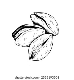 Gráficos Vector botánico ilustración en blanco y negro con pistachos. Pistachos nueces, manojo de pistachos, pistacho abierto. Boceto dibujado a mano en línea negra en estilo grabado. Con y sin relleno