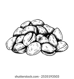 Graphics vector botanical black and white illustration with pistachios. Pistachios nuts, bunch of pistachios, open pistachio. Black line hand drawn sketch in engraved style. With and without filling