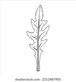 Graphics vector botanical illustrations with arugula. Black line sketch with herbs and spices. Two versions - with and without filling


