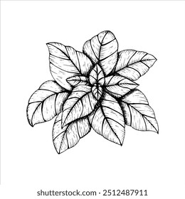 Ilustrações botânicas vetoriais gráficas com manjericão. Esboço de linha preta com ervas e especiarias. Duas versões - com e sem preenchimento


