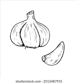 Ilustrações botânicas vetoriais gráficas com alho. Esboço de linha preta com ervas e especiarias. Duas versões - com e sem preenchimento



