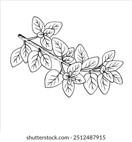 Graphics vector botanical illustrations with oregano. Black line sketch with herbs and spices. Two versions - with and without filling


