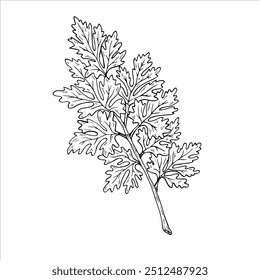 Graphics vector botanical illustrations with parsley. Black line sketch with herbs and spices. Two versions - with and without filling


