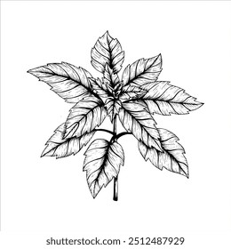 Graphics vector botanical illustrations with red basil. Black line sketch with herbs and spices. Two versions - with and without filling


