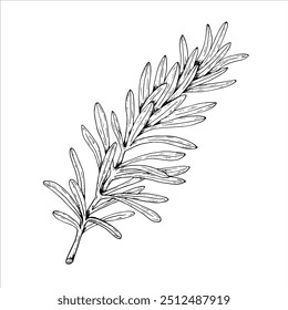 Graphics vector botanical illustrations with rosemary. Black line sketch with herbs and spices. Two versions - with and without filling
