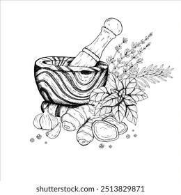 Graphics vector botanical illustrations with rosemary, thyme, basil, ginger, garlic, black pepper, mortar, pestle. Black line sketch with herbs and spices.
