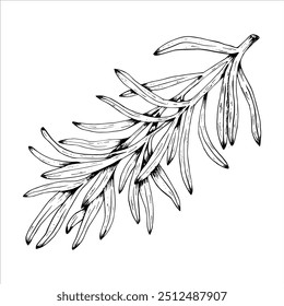 Ilustraciones botánicas del Vector de los gráficos con el estragón. Boceto de línea negra con hierbas y especias. Dos versiones - con y sin relleno


