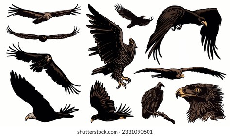 Conjunto de colores grápicos de buitres y águilas aislados en fondo blanco, ilustración vectorial .Aves