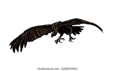 Grapical color  vulture isolated on white background, vector illustration .