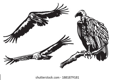 Grapical set of vultures isolated on white background, vector illustration .