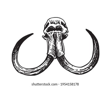Grapical skull of mammoth isolated on white, paleontology