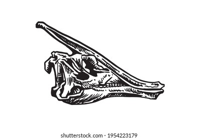 Grapical skull of Parasaurolophus  isolated on white, paleontology