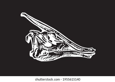 Grapical skull of Parasaurolophus isolated on black, paleontology	