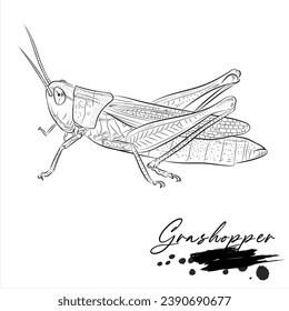 Grashopper, realistic insect animal sketch, vector illustration