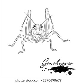 Grashopper, realistic insect animal sketch, vector illustration