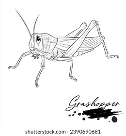 Grashopper, realistic insect animal sketch, vector illustration