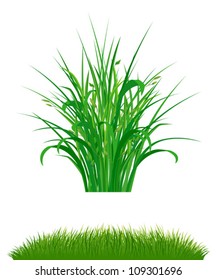 Grass