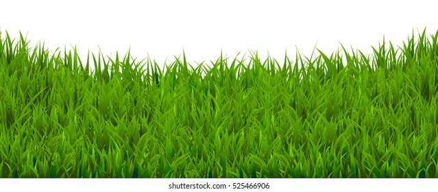 Grass