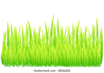 Grass background