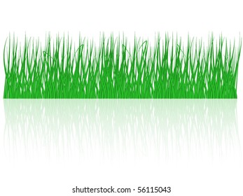 Grass background