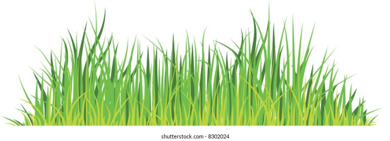 grass background on white