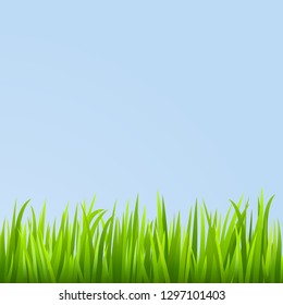 Grass background. Vector illustration.