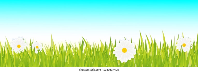 Grass Border with daisies. Horizon with skyline and field of grass and flowers. 3D realistic Vector Illustration