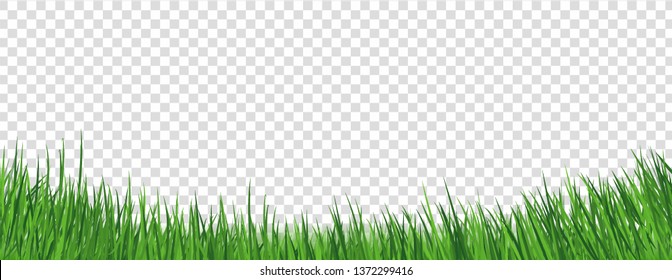 Grass Border Isolated Transparent background, Vector Illustration