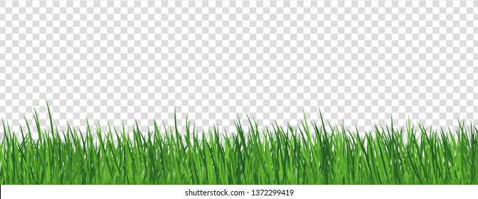 Grass Border Isolated Transparent background, Vector Illustration