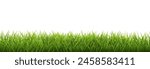 Grass Border Isolated White Background , Vector Illustration