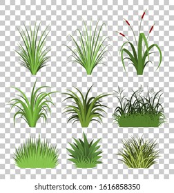 Grass Border Transparent background, Vector Illustration