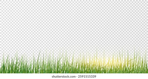 
Grass border, vector illustration.  Green grass, lawn with sun glare.