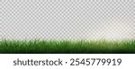 Grass border, vector illustration. Vector grass, lawn. Grass png, lawn png. Green grass with sun glare.