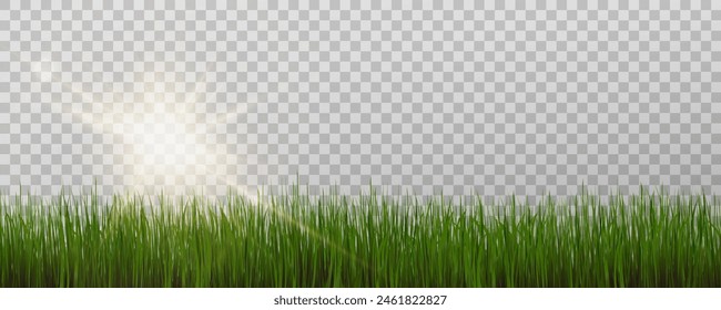 Grass border, vector illustration. Vector grass, lawn. Grass png, lawn png. Green grass with sun glare.