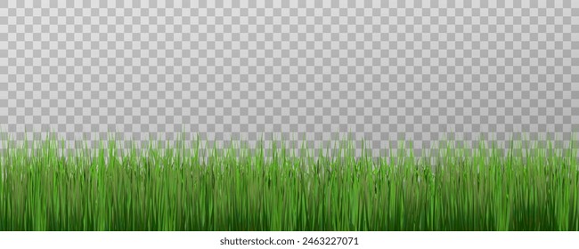 Grass border, vector illustration. Vector grass, lawn. Grass png, lawn png. Green grass with sun glare.